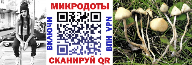 Псилоцибиновые грибы Psilocybine cubensis  Гаврилов Посад 